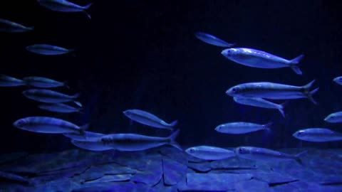 Small blue fish swimming in the aquarium