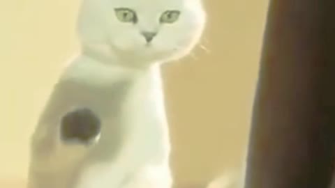 Cat Dance Video