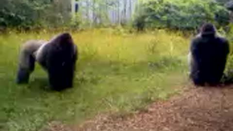 Huge Gorilla Rushes Another Massive Male