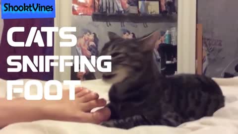 Must see😂😂 | Reaction of cats smelling their feet😂😂