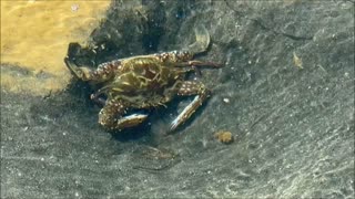 Angry Mandurah Crab