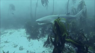 Scuba diving with dozens of sharks in South Africa