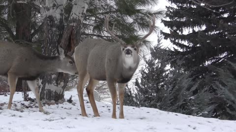 Forest Wildlife - Animals That Call The Forest Home