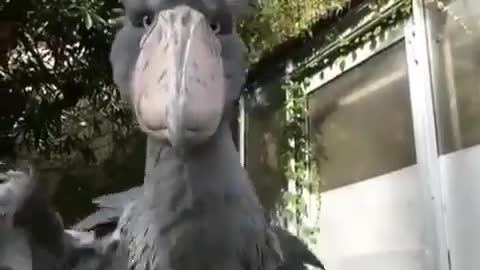 Well, Hello there. My name is Shoebill stork.