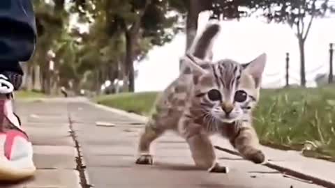 Cat run