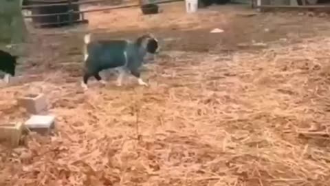 funny animals Fighting, funny animals dancing