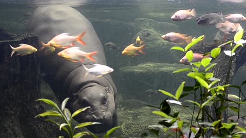 Baby hippopotamus swims with fish in an aquarium.