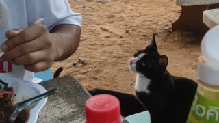 Stray Cat Politely Asks for Food