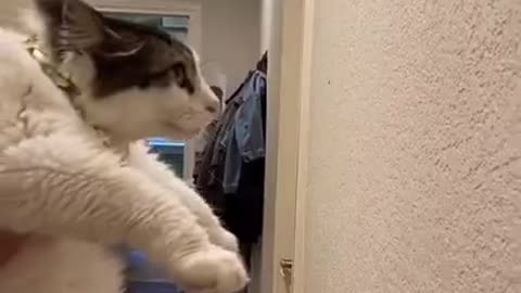 OMG-Cute & Funny Cats-Cutest Cats- Aww Animals- #36 - Cats Lovers- Cats Land-Kittens-#Shorts