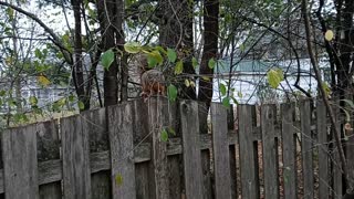 Backyard wildlife huge squirrel