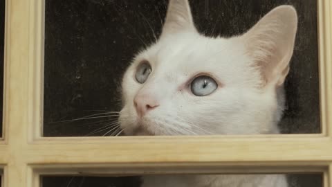 cute white cat 1