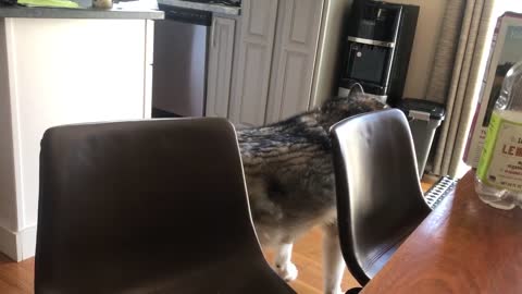 Dog sings along to Frozen’s “Let it Go”