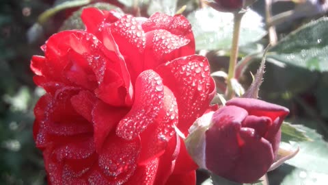 Rose in drops of dew