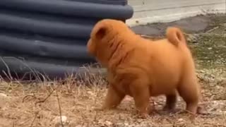 What a cute pup 😍😍😍