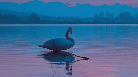 swan on lake