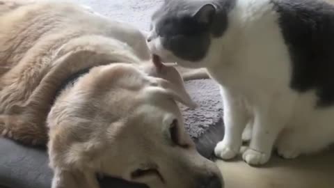 kitten licks dog ears