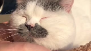 Massage the cat, he enjoys it