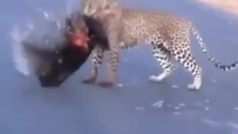 Leopard faces a hedgehog!