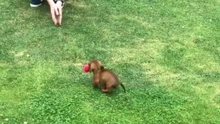 Adorable 9-Week-Old Puppy Is Already A Pro At Fetch