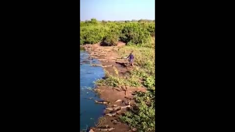 Cyclist vs alligator