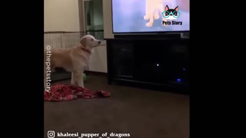This beautiful dog gets highly emotional while watching Lion King for the first time