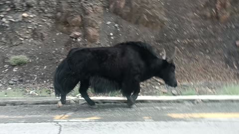 Wildlife Animal Yak