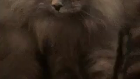 Cat gives human a massage