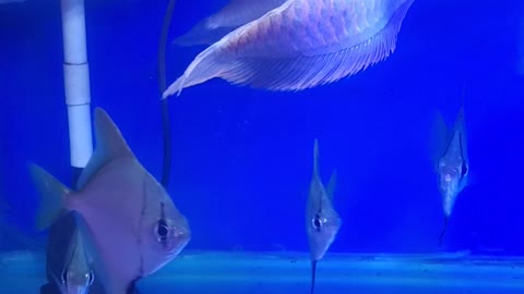 silver arowana tropical fish