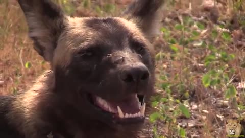 African Wild Dog Up Close. Beautiful_Cut.mp4