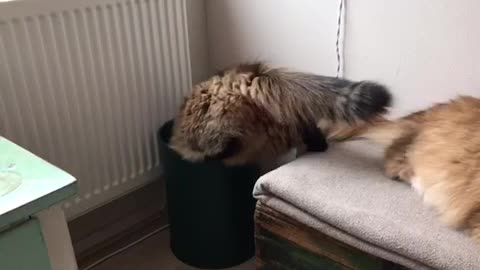 Cat in trash bin