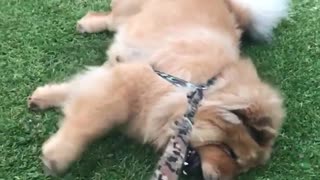 Brown fluffy dog lays on the grass while owner pulls him by leash