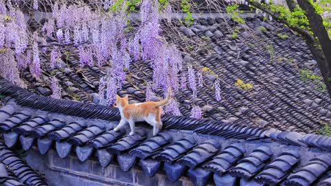 cats that hangs out on the roof