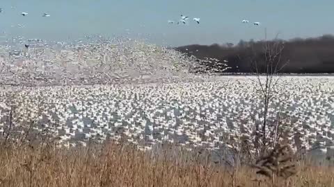 Beautiful birds flying away from a field ! watch till the end !🤩🤩🤩