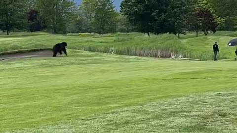 Black Bear Approaches Canadian Golfers