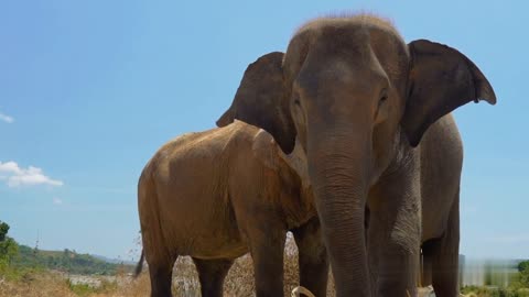 How Elephant Grazing | # wildlife experience | #funny clip....