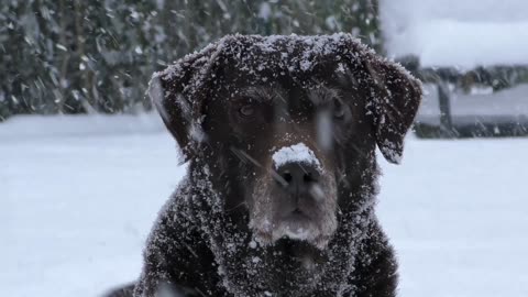 Labrador Dog Retriever