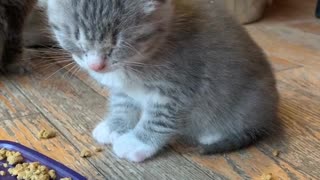 Kitten Struggles to Stay Awake After First Solid Feed
