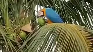 Smart macaw