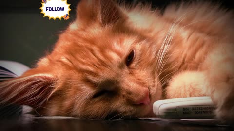 Feline Frenzy: The Ultimate Compilation of Cute Cat Videos!"