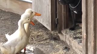 Ducks and Pitbull Investigate Each Other