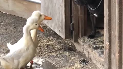 Ducks and Pitbull Investigate Each Other
