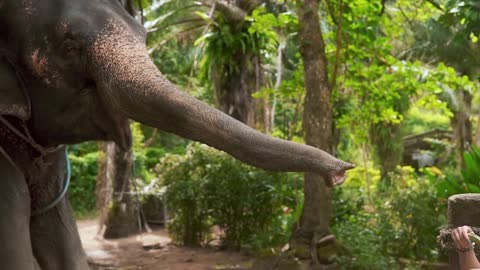 Young woman traveler playing with the elephant