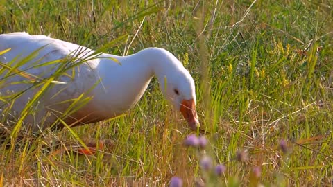 Ducks Eating Grass