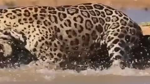 Brave Jaguar Save Crocodile