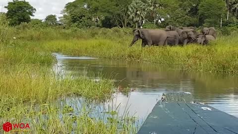 Elephant Saves Baby Elephant From Crocodile | Animals Hunting Fail