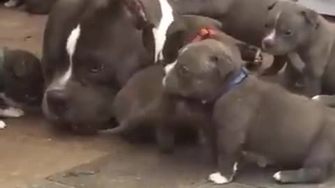 Dog mother and puppys