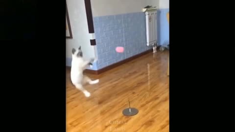 Cute and funny cat playing with little boll and parfectly caching and saving the ball in a video that is sure to make you smile. Enjoy!
