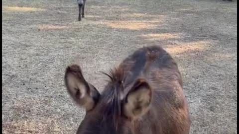 Do donkeys always have bigger bellies? Do you think so?