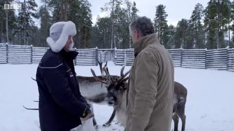 How Do Reindeer Survive Freezing Temperatures? | Reindeer Family and Me | BBC Earth