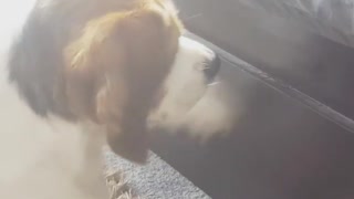 Dog looking at fly on bed